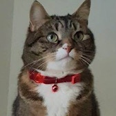 Rescue cat Ruby, from Feline Friends London, Hackney, East London, West London, needs a home