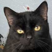 Rescue Cat Salem, Maesteg Animal Welfare Society, Bridgend needs a home