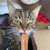 Rescue cat Smudge from Leicester Animal Aid, Leicester, Leicestershire, needs a home