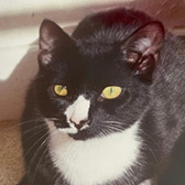 Rescue cat Smudge from Stour Valley Cat Rescue, Stourbridge, West Midlands, needs a home