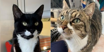 Rescue cats Sox & Sophie, Clacton National Animal Welfare Trust, Essex, needs home