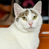 Rescue cat Sparkle from Cats Protection North Birmingham, Birmingham, West Midlands, needs a home