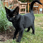 Rescue cat Stanley, at Filey Cat Rescue, Scarborough, needs a new home