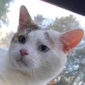 Rescue Cat Stefan,  The Cat House Rescue, Bradford  needs a home