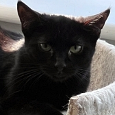 Rescue cat Stella, at Consett Cat Rescue, County Durham, needs a new home