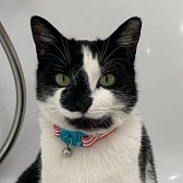  Rescue cat Stella from Feline Friends London, Hackney, needs home