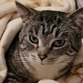 Rescue cat Storm, from Mitzi's Kitty Corner, Totnes, South Hams, Teignbridge, Devon, needs a home