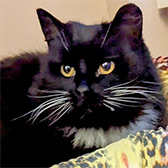 Rescue cat Tabu from Cats Protection North Birmingham, Birmingham, West Midlands, needs a home