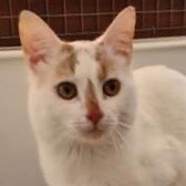 Rescue cat Terry, from Horsham Cats Protection, Horsham, Sussex, needs a home