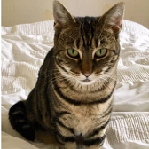  Rescue cat Tilly from Team Cat Rescue, Birmingham, needs home