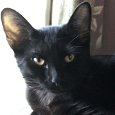 Rescue Cat Tim from Stokey Cats... and dogs, Hackney, needs a home