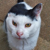 Rescue cat Tintin from Cats Friends, Rothwell, Northamptonshire, needs a home