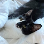 Rescue cat Tubbs from Kings Heath Cat Rescue, Birmingham, West Midlands, needs a home