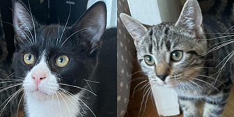 Rescue cats Wilf and Edie from Cat Action Trust 1977 - Doncaster South, Doncaster, South Yorkshire, need a home