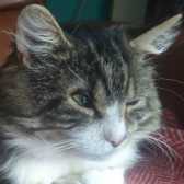 Cats Desperate for a Home - London (East) - Cat Chat
