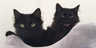 Rescue cats Bron and Sansa from Band of Rescuers North Yorkshire, York, North Yorkshire, need a home