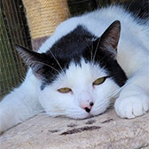 Rescue cat Charlie from Little Cottage Rescue, Luton, Hertfordshire, Buckinghamshire and Bedfordshire, needs a home