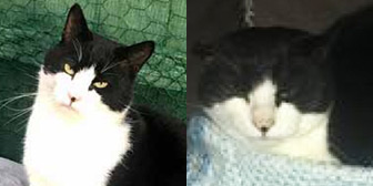 Rescue cats Chirpy and Fluffy from Kathy's Cat Rescue, The Wirral, Merseyside, Cheshire, need a home