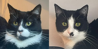 Rescue cats Driscilla and Anastasia from Tails Animal Welfare, Liverpool, Merseyside, need a home