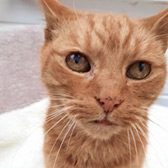 Rescue cat Gerry from Little Paws Cat Haven, Wolverhampton, West Midlands, needs a home
