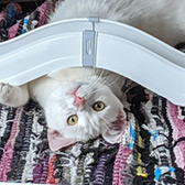 Rescue cat Jeff from Feline Cat Rescue, Luton, Bedfordshire, Buckinghamshire, Hertfordshire, needs a home