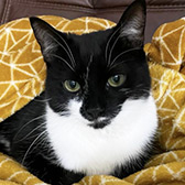 Rescue Cat Josey,  Willows Cat Adoption Centre, South Shields needs a home