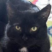 Rescue Cat Lord at Tails Animal Welfare, Liverpool, needs a home
