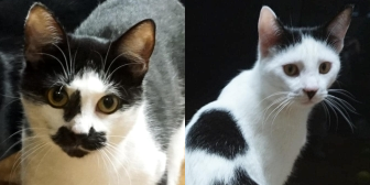 Rescue Cats Nettle and Chip from Cat Action Trust 1977, Doncaster, need a home