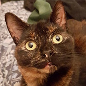 Rescue cat Osha from Lucky Cat Rescue, Skegness, Lincolnshire, needs a home