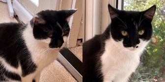 Rescue cats Pepsi and Pebbles, at Stour Valley Cat Rescue, Stourbridge, need a new home