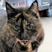 Rescue cat Purdy from The Ark Animal Rescue & Retirement Home, Louth, Lincolnshire, needs a home