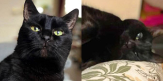 Rescue cats Sooty and Sweep from RSPCA Northamptonshire, Northampton, Northamptonshire, need a home