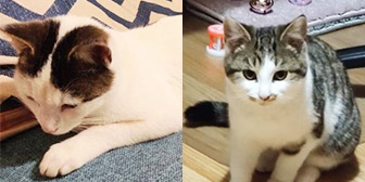 Rescue cats Angel and Skye from Feline Friends London, Hackney, East London, West London, need a home