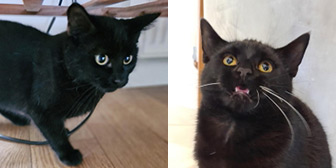 Rescue cats Bart and Lisa from Moonstone Rescue, Hertford, Hertfordshire, East London, West London, need a home
