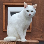 Rescue cat Bella from Borders Pet Rescue, Earlston, Scottish Borders, needs a home