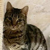 Rescue cat Dexie from Consett Cat Rescue, Durham, needs home