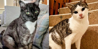 Rescue cats Dylan and Flossie from Cat Patrol Rescue, Nottingham, Nottinghamshire, need a home