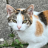 Rescue cat Gina from Cats Protection North Birmingham, Birmingham, West Midlands, needs a home