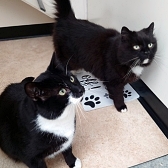 Rescue cats Harry and Harvey, at Jack's Cat Rescue, Louth, need a new home