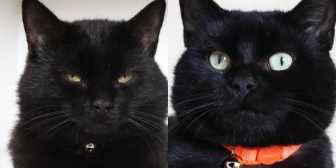 Rescue Cats Jacob & Wilhelm, Silth’s Sanctuary - Liverpool, Liverpool needs a home
