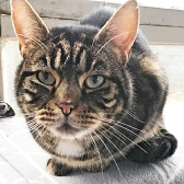 Rescue Cat Little Cat from Burton upon Stather Cat Rescue, Scunthorpe, needs a home