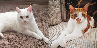 Rescue cats Lola and Ed from Cats Protection North Birmingham, Birmingham, West Midlands, need a home