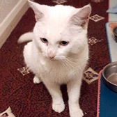 Rescue cat Michael from Feline Friends London, Hackney, East London, West London, needs a home