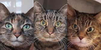 Rescue Cats Sweetpea, Mish & Pip,  Borders Pet Rescue, Earlston needs a home