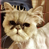 Rescue cat Mr Bonbon from Strawberry Persian Pedigree Cat Rescue UK, Malvern, Worcestershire, needs a home