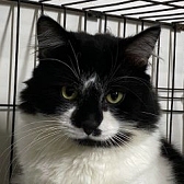 Rescue cat Nixon, at Pawz for Thought, Sunderland, needs a new home