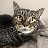 escue cat Nushka from Axholme Cat Rescue, Doncaster, Lincolnshire, South Yorkshire, needs a home