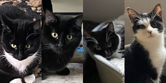 Rescue cats Palmer, Porter fromPenny and Presley Pawz for Thought, Sunderland, Durham, Northumberland, Tyne and Wear, need homes