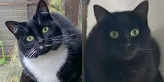 Rescue cats Penny and Porter from Pawz for Thought, Sunderland, Durham, Northumberland, Tyne and Wear, need homes