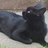 Rescue cat Pumpkin from The Ark Animal Rescue & Retirement Home, Louth, Lincolnshire, needs a home